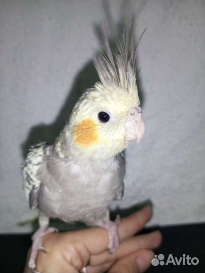 Птенец кареллы