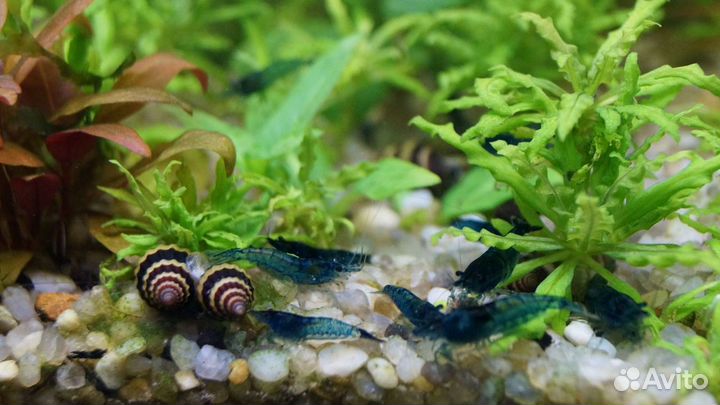 Креветки Растения Рыбки