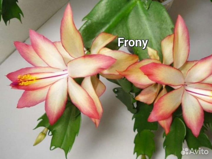 Шлюмбергеры сортовые 4