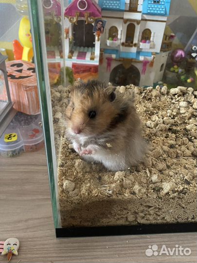 Сирийский хомяк