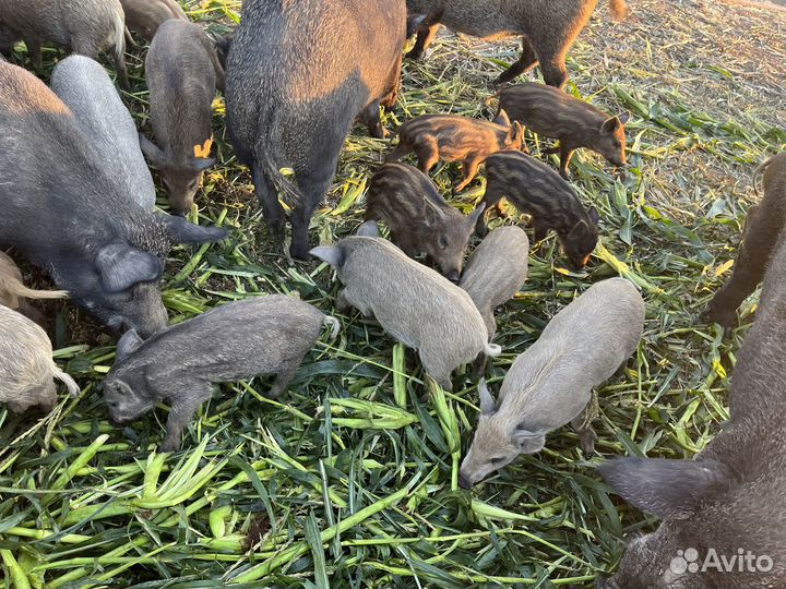 Продам Кабанов