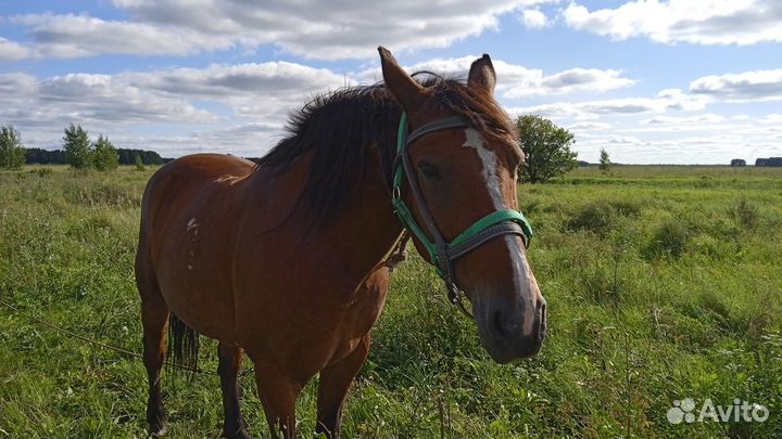 Продам лошадь 6 лет