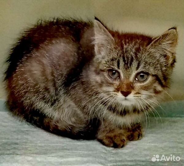 Котята в добрые руки бесплатно