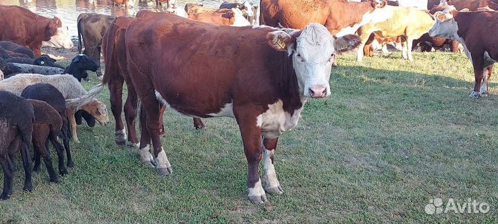 Нетели (Герефорды)