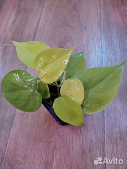 Филодендрон