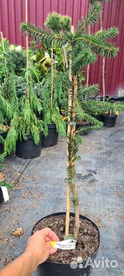 Сосна Грин Таувер, Сосна Ватерери, Ель Зе Блюз