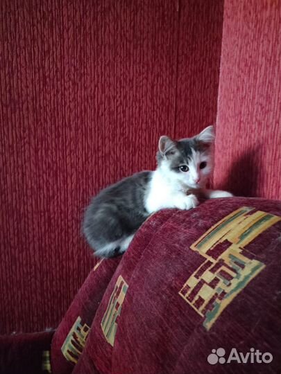 Ласковый котёнок Бантик ищет дом