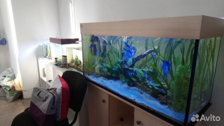 Обслуживание (чистка) аквариумов