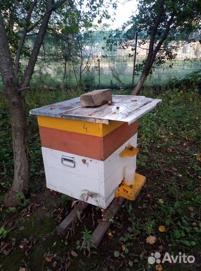 Продается пасека