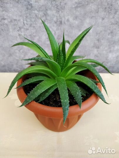 Алоэ остистое aristo (аристата)