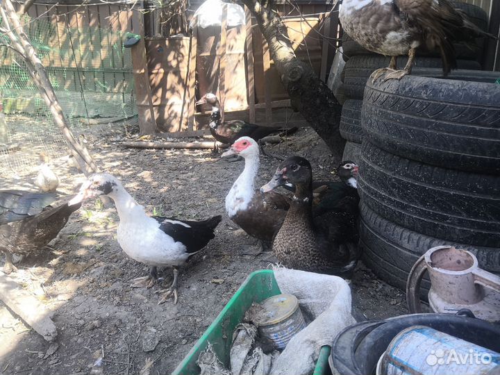 Мускусные утки