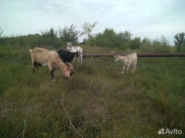 Коза дойная