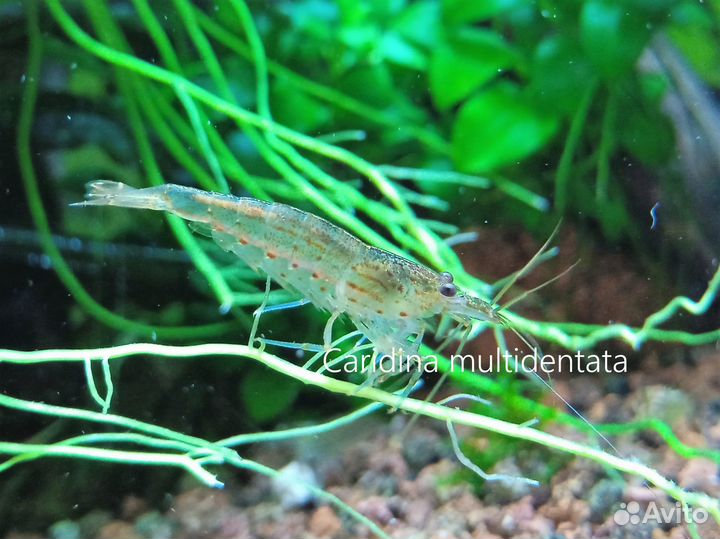 Креветки Амано (Caridina multidentata)