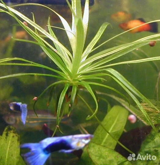 Креветки, улитки хелена, аквариумное растение