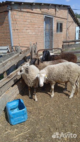 Овцы (матки)