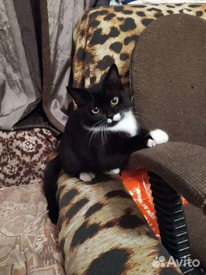 Котенок девочка