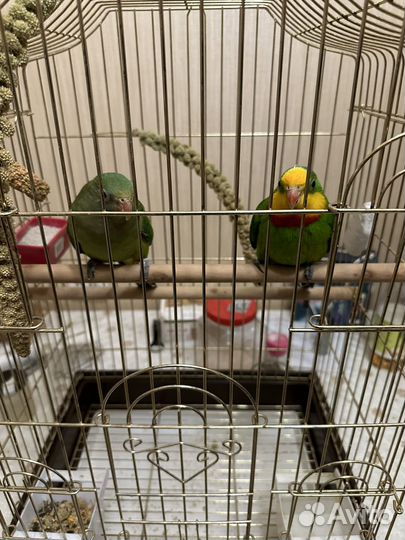 Баррабандов попугай