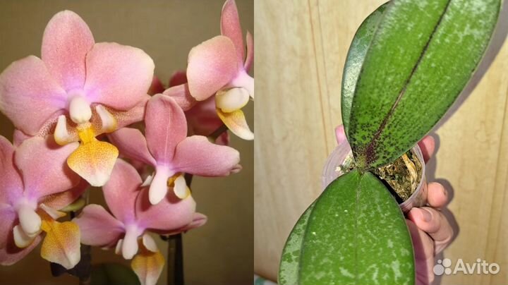 Парфюмерная фабрика и другие сорта