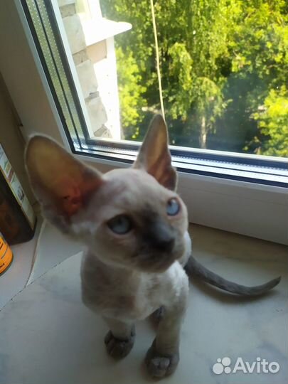 Девчонка голубоглазая блю пойнт девон-рекс