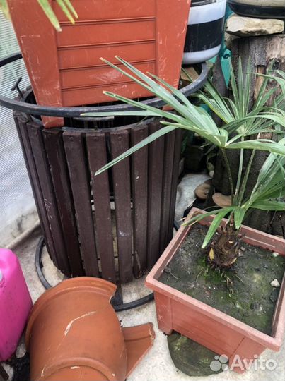 Колонны. Урны. как декорации