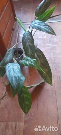 Плюмбаго,клеродендрон,аглоонема,крассула