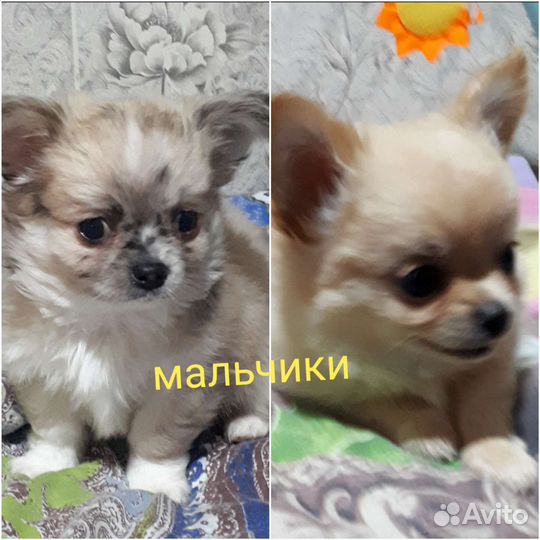 Чихуахуа /мальчики