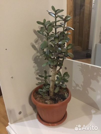 Денежное дерево