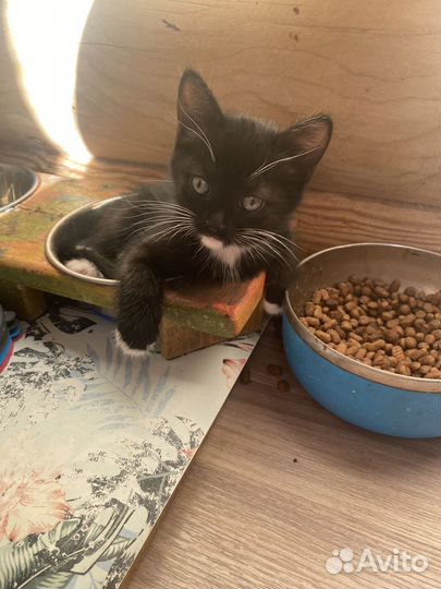 Отдам красивущих котят