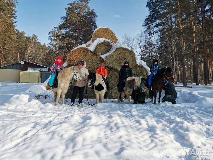 Прокат лошадей