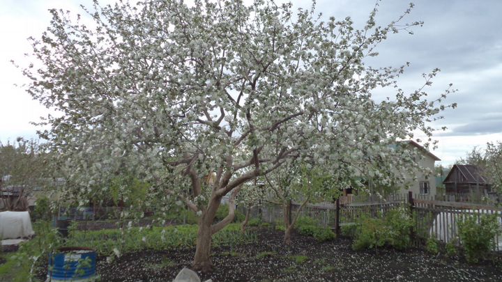 Дача 24 м² на участке 8 сот.