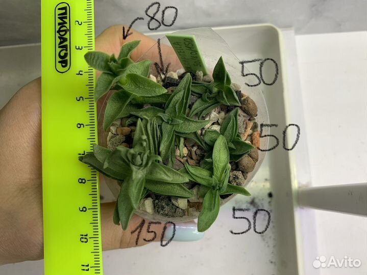 Суккулент эхеверия, суккуленты из Азии