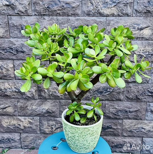 Денежное дерево(толстянка)
