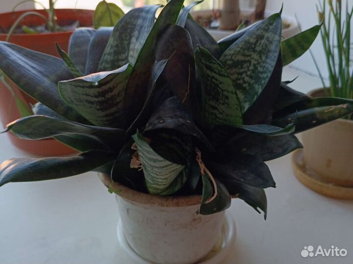 Сансевиерия