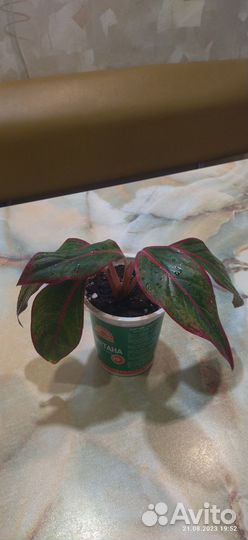 Продам Аглаонему Крит