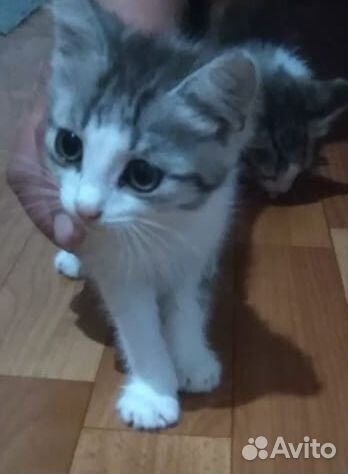 Уличные котята