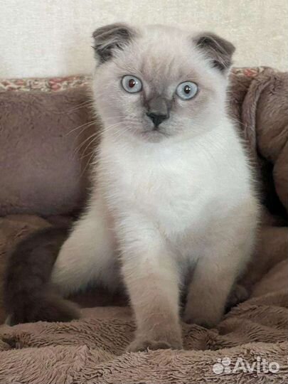 Шотландские вислоухие котята