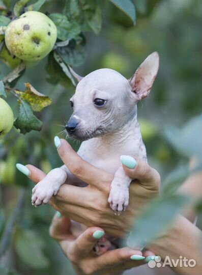 Ксолоитцкуинтли