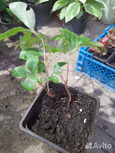 Пион «Бартзелла»