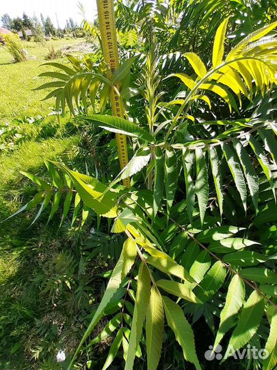 Сумах, абхазская пальма, уксусное дерево