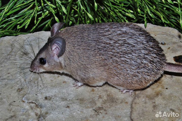 Мышь иглистая