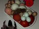 Яйца куриные, перепелиные, домашние