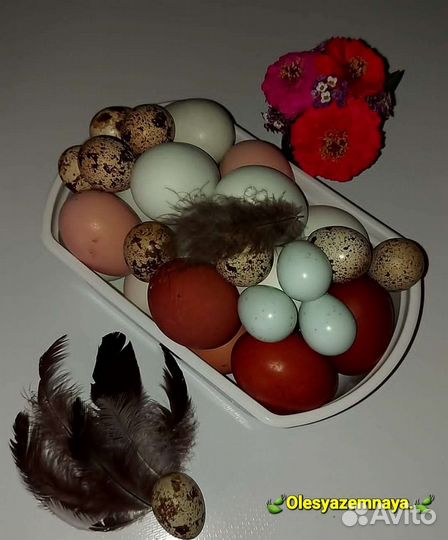 Яйца куриные, перепелиные, домашние