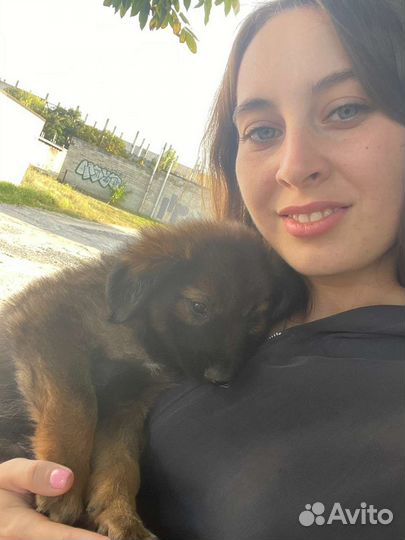 Щенок мальчик в добрые руки бесплатно