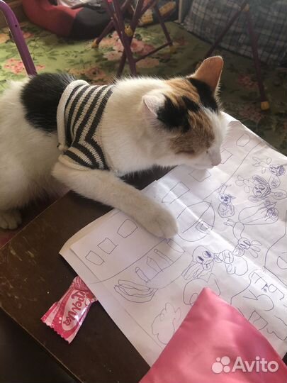 Кошечка в добрые руки