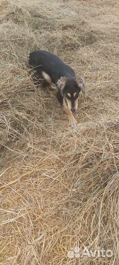 Борзая салюки