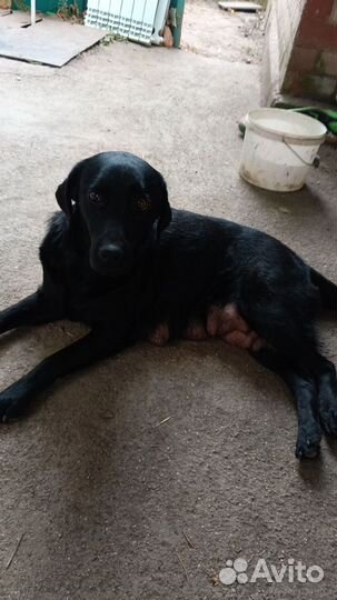 Щенки лабрадора