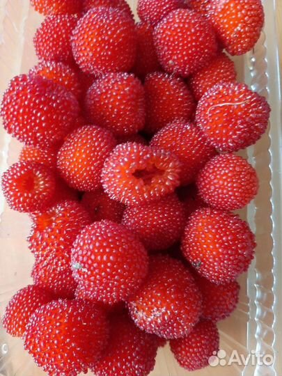 Тибетская малина саженцы