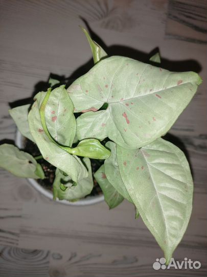 Сингониум конфетти милк