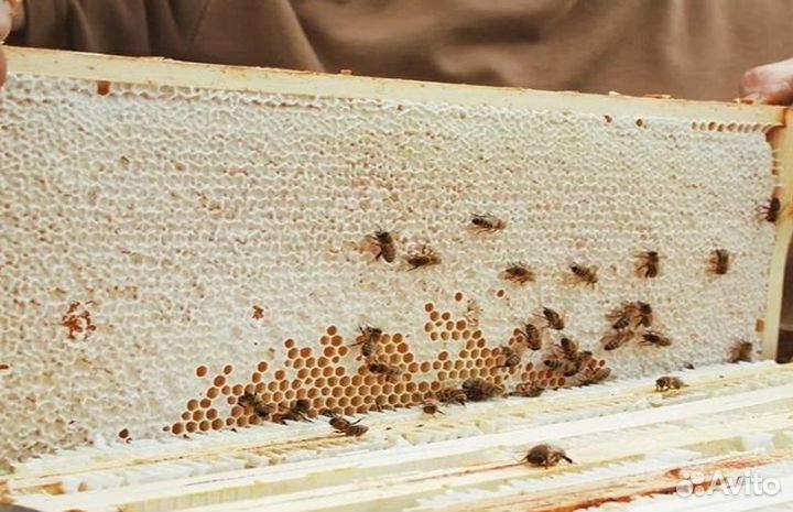 2023 года Мед Алтайский опт