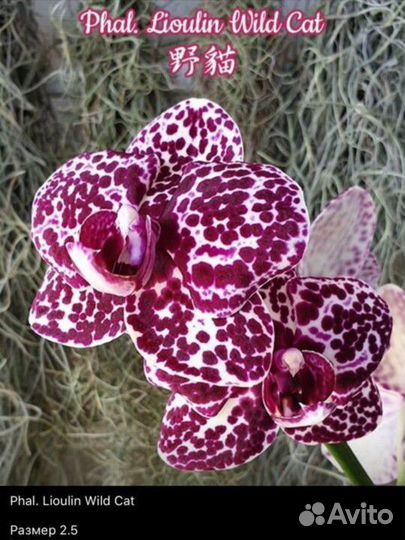 Орхидея Lioulin Vild Cat